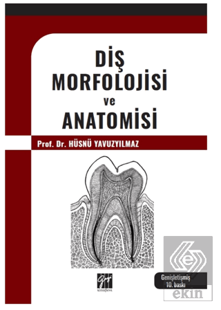 Diş Morfolojisi ve Anatomisi