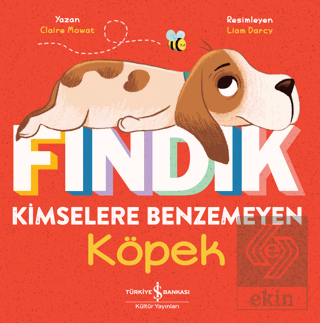 Fındık Kimselere Benzemeyen Köpek