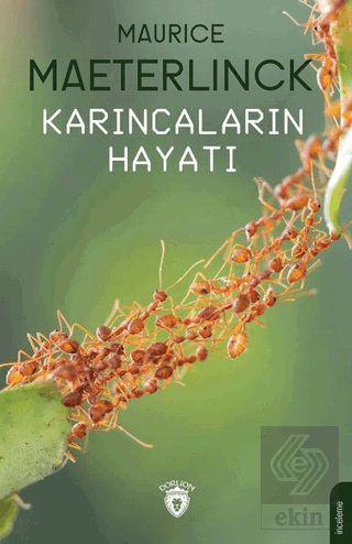 Karıncaların Hayatı