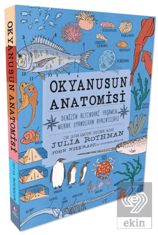 Okyanusun Anatomisi