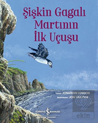 Şişkin Gagalı Martının İlk Uçuşu