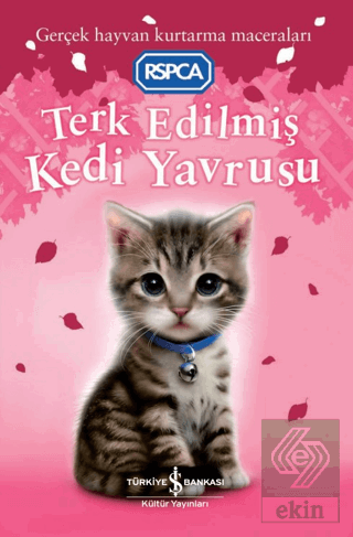 Terk Edilmiş Kedi Yavrusu